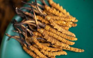 4根一克的冬蟲(chóng)夏草多大？那曲蟲(chóng)草行業(yè)網(wǎng)站詳解尺寸標(biāo)準(zhǔn)