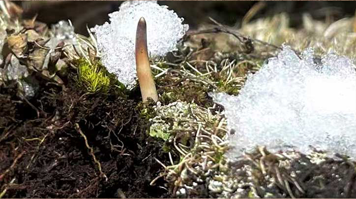 揭秘冬蟲夏草的形成