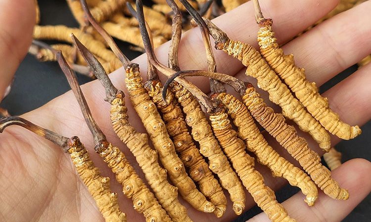 <a href=http://www.gdyuntian.com/s/cczjjd target=_blank class=infotextkey>冬蟲(chóng)夏草真假鑒定</a>