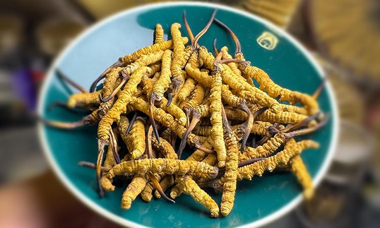 揭秘冬蟲(chóng)夏草采挖前后變化:那曲雪域珍品的采挖密碼