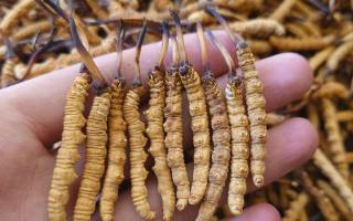 冬蟲(chóng)夏草主要產(chǎn)地詳解：那曲雪域，蟲(chóng)草的黃金搖籃