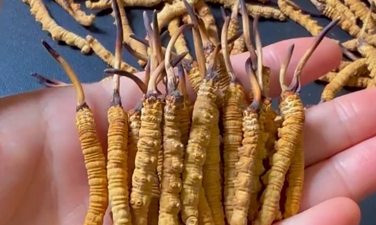 冬蟲夏草最長(zhǎng)可以長(zhǎng)多少 