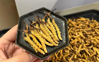 冬蟲(chóng)夏草燉多少時(shí)間合適？藏農(nóng)神草那曲源頭品牌，教你燉出滿(mǎn)滿(mǎn)營(yíng)養(yǎng)