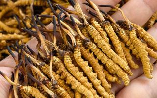 如何才能買(mǎi)到真冬蟲(chóng)夏草？藏農(nóng)神草那曲源頭品牌，教你避坑不踩雷