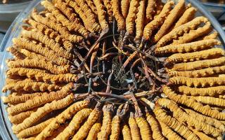 冬蟲(chóng)夏草保存盒能放多久？藏農(nóng)神草那曲源頭品牌，教你科學(xué)存出好品質(zhì)