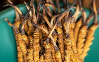 西藏那曲冬蟲(chóng)夏草熬粥攻略：這樣熬最營(yíng)養(yǎng)、最入味